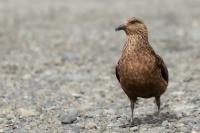 Stercorarius skua