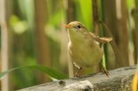 Acrocephalus palustris