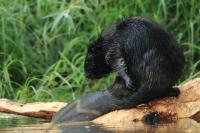 Eurasian beaver