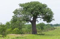 Botswana - FLORA