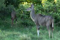 Greater kudu