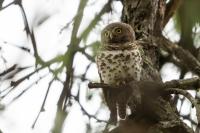 Glaucidium capense