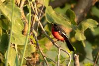 Laniarius atrococcineus