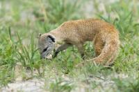 Yellow mongoose