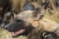 African wild dog