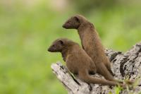 Common dwarf mongoose