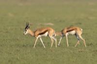 Springbok