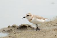 Charadrius pallidus