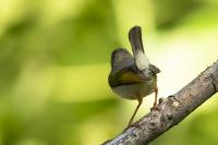 Camaroptera brachyura