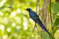 Lamprotornis australis