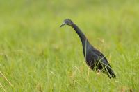 Egretta vinaceigula