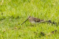 Gallinago nigripennis