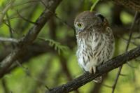 Glaucidium perlatum