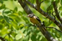 Emberiza flaviventris