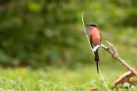 Merops nubicoides