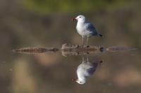 Italy-FAUNA