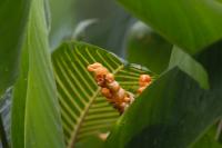 ECUADOR -FLORA