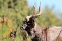 Mountain nyala