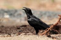 Corvus rhipidurus