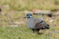 Columba albitorques