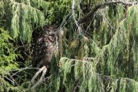 Bubo capensis