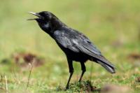 Corvus capensis