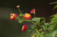 ETHIOPIA FLORA