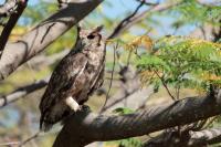 Bubo cinerascens