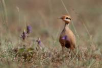 Cursorius temminckii