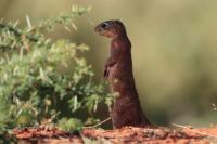 Unstriped Ground Squirrel