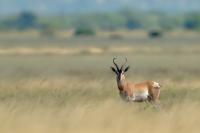 Soemmerring's gazelle