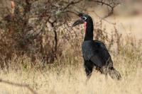 Bucorvus abyssinicus