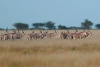 East African oryx