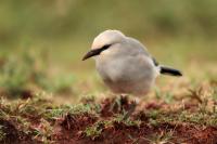 Zavattariornis stresemanni