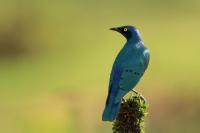 Lamprotornis chalybaeus