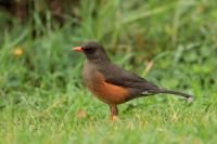 Turdus abyssinicus