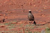 Lamprotornis albicapillus