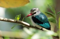 Halcyon senegalensis