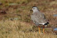 Vanellus melanocephalus