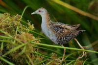 Netherlands - fauna