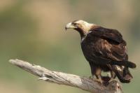 Aquila adalberti