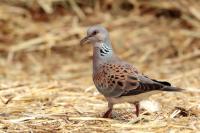 Streptopelia turtur