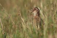 Coturnix coturnix