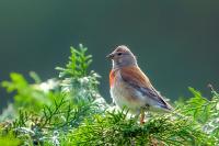 Carduelis cannabina