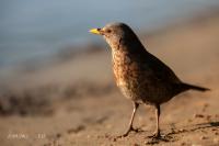 Turdus merula