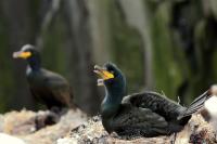 Phalacrocorax aristotelis