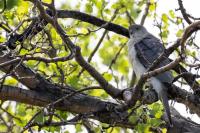 Accipiter badius