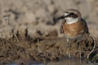 Charadrius leschenaultii