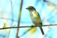 Vireo griseus