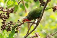 Amazona leucocephala